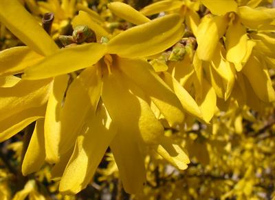 Forsythia x intermed